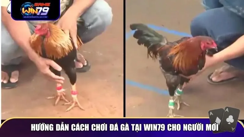 Hướng dẫn cách chơi đá gà tại Win79 cho người mới
